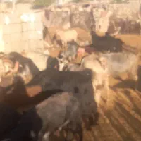 تعداد ۲۸ بز روزگاری