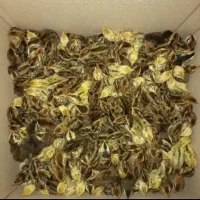 فروش تخم و جوجه بلدرچین|حیوانات مزرعه|کاشان, کارگر|دیوار