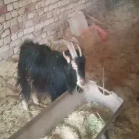 نربز‌‌تخمی