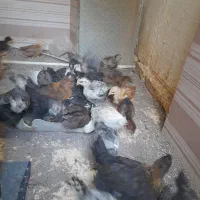 بلدرچین جوجه