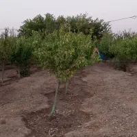 باغ در خاتون‌آباد|فروش خانه و ویلا|اصفهان, خاتون‌آباد|دیوار