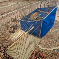قفس|پرنده|فلارد, |دیوار