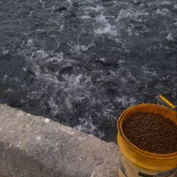 ماهی قزل آلا