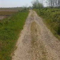 ۶۳۰۰ متر زمین کشاورزی برنج / لاهیجان|فروش زمین و ملک کلنگی|رودبنه, |دیوار