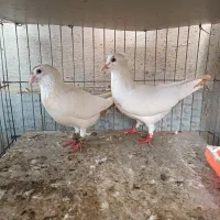 دوجفت دم زرد کرمونی اصیل عطیغه|پرنده|بندرعباس, |دیوار