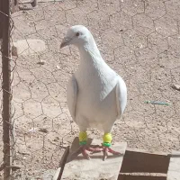 پرنده کبوتر|پرنده|دشتابی, |دیوار