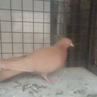 کبوتر|پرنده|نجف‌آباد, مزرعه طالب|دیوار