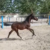 کره دره شور سه ماهه|اسب و تجهیزات اسبسواری|فردوسیه, |دیوار