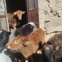 گوساله ماده