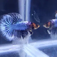 تخفیفات ماهی فایتر بتا به مناسبت روز مادر