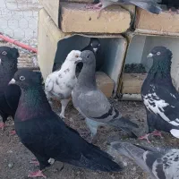 کفتر نقش و پرشی|پرنده|اردکان, |دیوار