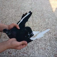 کبوتر|پرنده|مسجد سلیمان, |دیوار