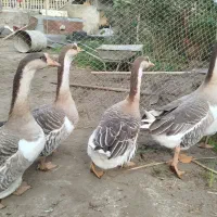 قو غاز فروشی|حیوانات مزرعه|چاف و چمخاله, |دیوار