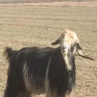 دوبر جلو رو|حیوانات مزرعه|اردل, |دیوار