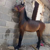 اسب نریون|اسب و تجهیزات اسبسواری|مرودشت, دولت آباد|دیوار