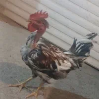 فروش خروس گلین گردن لخت