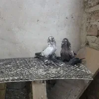 کبوتر آغاران