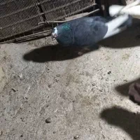 کفتر یا کبوتر