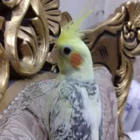 عروس هلندی دوکت مرواریدی تاج پرنسسی چشم فالو|پرنده|مشهد, یوسفیه (شهرک غرب)|دیوار