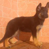 سگ ژرمن شیپرد جرمن کینگ سایز موکوتاه شاه توله (نر)|سگ|تهران, وردآورد|دیوار