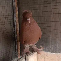 کبوتر|پرنده|مشهد, کارگران|دیوار