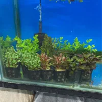 سرویس و نظافت آکواریوم