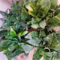 گلهای آپارتمانی|گل و گیاه طبیعی|کازرون, |دیوار