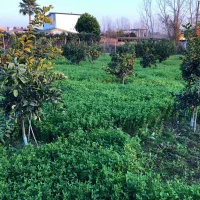 ۳هزارمتر زمین/دارای بنای نیمه کاره دوبلکس با استخر|فروش زمین و ملک کلنگی|سرخرود, |دیوار
