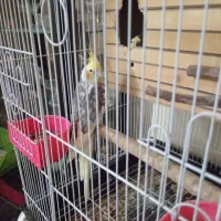 یک جفت عروس هلندی مولد در حال تخم گذاری با قفس|پرنده|تهران, امیریه|دیوار