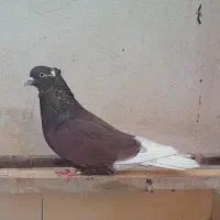 کبوتر نروماده|پرنده|ساوه, |دیوار