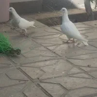 یک جفت جوجه سرور