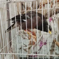 مرغ مینا جوجه قفس و عروس هلندی یک اشپیتس ماده|پرنده|قرچک, مجتمع گلشهر|دیوار