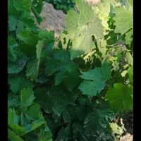 فروش باغ انگورو میوه1500متر|فروش خانه و ویلا|کبودرآهنگ, |دیوار