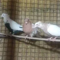 تعدادی کبوتر نر وماده هم جفتی هم تکی|پرنده|تاکستان, |دیوار