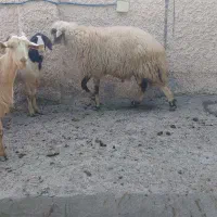 دو عدد قوچ ۲ساله|حیوانات مزرعه|بادرود, |دیوار