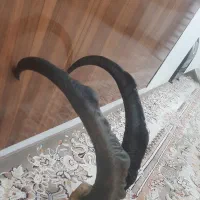 شاخ کل و بز کوهی مفت زیر قیمت|کلکسیون اشیاء عتیقه|قرچک, باقرآباد|دیوار