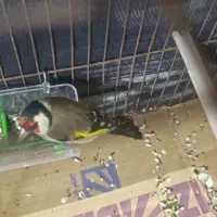 نرجوجه سهره امسال خوشکل کشیده تولک  سرمایی