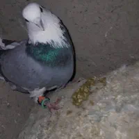 کبوتر ملاقی