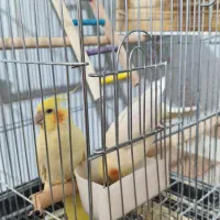 جفت عروس هلندی