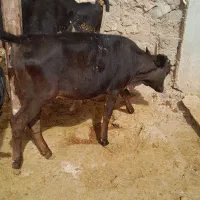 گوساله