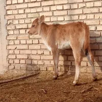 گاو یاگوساله|حیوانات مزرعه|کرخه, |دیوار