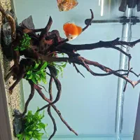 چوب آبنوس  آنوبیاس گیاه