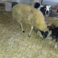 فروش دو راس بره و دو راس بز