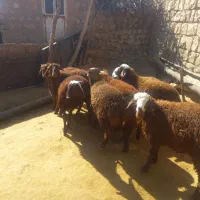 فروش ۱۰ عدد بره نر