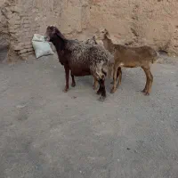 میش با بره ها