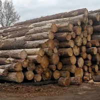 خریدار انواع چوب