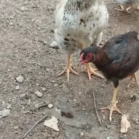 خروس محلی سالم سرحال