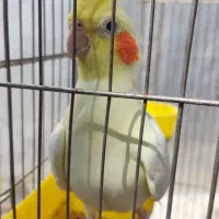 یک جفت عروس هلندی مولد|پرنده|بروجرد, |دیوار