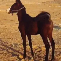 اسب نریان|اسب و تجهیزات اسب‌سواری|اردبیل, |دیوار