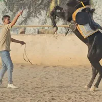 خرید و فروش اسب، پانسیون، آموزش سوارکاری|حیوانات مزرعه|مشهد, کلاکوب|دیوار